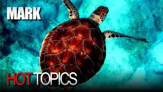 Why Is The Lunar Calendar On The Turtle's Shell?