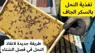 تغذية النحل بالسكر الجاف : طريقة جديدة لانقاذ النحل في فصل الشتاء .#قناة_الظهرة_الفلاحية