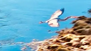 The Great Blue Herons Breeding Season in East Tennessee : Episode 2: A Whole Lot of Flyin Going On!
