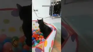 Funniest Cat 🐱 funny cats fighting 😻 # #5896