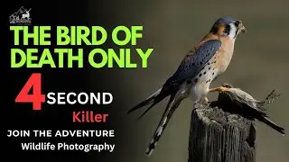 KILLER Bird kill only 4 sec. | Common kestrels | #kill #birds #attack