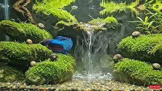 Peaceful Moss Forest Aquascape Waterfall Aquarium 🌿 Betta Fish | Deep Calm, Sleep, Relaxation