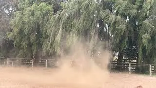 Bridleless training with Beau