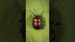 Top beautiful creature #youtubeshorts #beetle#viralshort #