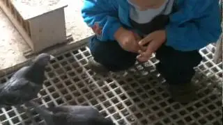 M&oacute;j Gołębnik cz.1.mp4