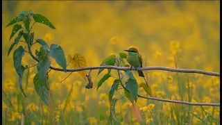 Bee-eater bird &mdash; nature&rsquo;s colorful aerial hunters! 🐝🕊️ || 4K