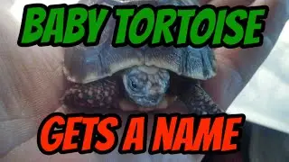 Salad Crisper Drawer Tortoise Enclosure (temporary quarantine)