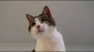Помощь слепому пожилому коту