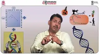 Single stranded DNA vectors (M13, fd, f1); YACs, BACs, PACs, BIBACs
