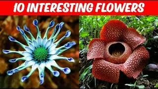 10 Most Rare & Weird Flowers