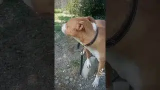 Pitbull