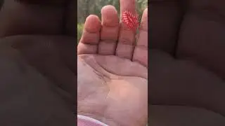 any guesses which insect #youtube #youtuber #discovery #animal #short #shorts #ytshorts #yt #nature