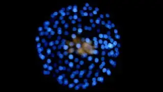 6 Inch Shell - Lidu blue Peony with Brocade Crown Pistil