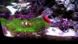 Copy of Clown hosting green star polyp