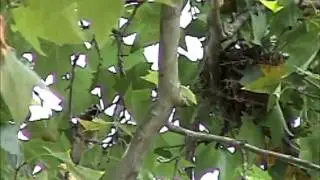 Cedar Waxwing Nest Building