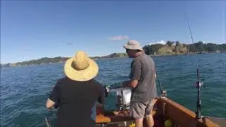 Gannet Dive