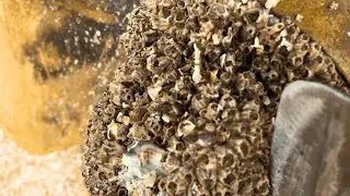 No Talking Barnacles Removal Satisfying ASMR from the Boat Hull