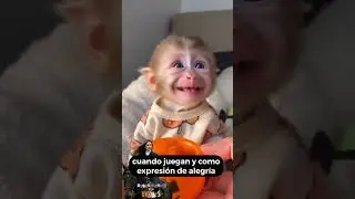 Monito feliz #cute #cuteanimal #adoreble #mascotas #curiosidadesdeanimales #cutebird #mono