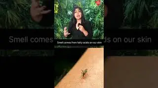 Why you're a mosquito magnet