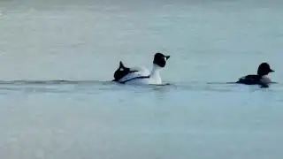 Golden eye mating dance
