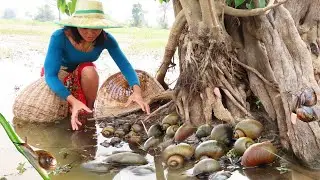 Natural life skill: Find and Cook Snail-Collect Snail Cooking for Food Eating Delicious