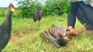 Уникальный навык выживания: ловля водяного петуха в деревне #ловушкадляптиц