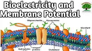 Bioelectricity and Membrane Potential