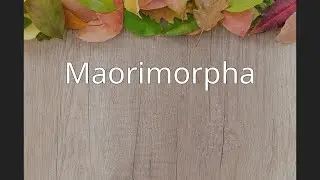 Maorimorpha