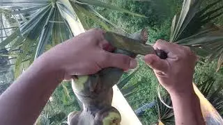proses awal membuat nira pohon lontar(siwalan)