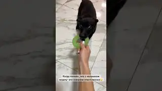 #animals #savepets #puppy