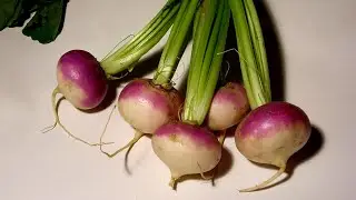 كل المعلومات عن زراعه اللفت الشغلم الشلغم 2