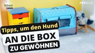 Tipps, wie Sie Ihren Hund an die Box gew&ouml;hnenI Dogschool I PETBOOK
