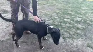 CHANCE THE BULLTERRIER