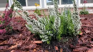 Adding cold hardy tropical looking plants including Pindo & Fan Palms, Echinacea, Calluna, Dianthus