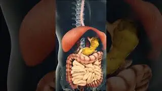 Digestive system | Human body digestive system working in 3D