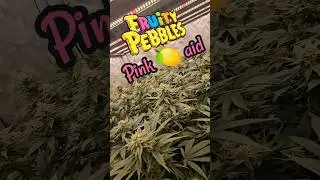 THC-Clips FP&times;PL by @VPDeeGrowsSomeBushes week 4 of flower