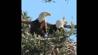 Bald Eagle family (week 4): dad makes mom a dinner
