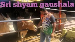 SRI SHYAM GAUSHALA IN BANGALORE|#dsdvlogs#dsdwtv#daringstardhanush#kannada#gaushala#srishyamgaushala