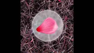 Acanth - Scent of a Petal