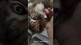 Lynx Marsel Wants to Bite Mom's Finger #рысь