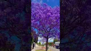 Jacaranda Tree 💜 #shorts #viral #nature #beauty