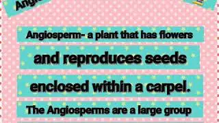 Angiosperms characteristics,definition,example
