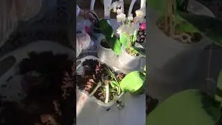 Orchid مشاكل الأوركيدا و طرق علاجها ج1