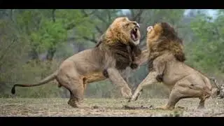 Lion Fight Sound Effects 🦁 🔊