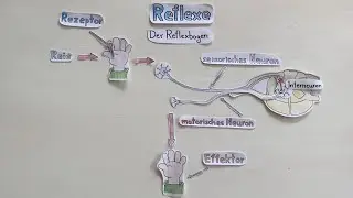 Reflexe (I) - Der Reflexbogen