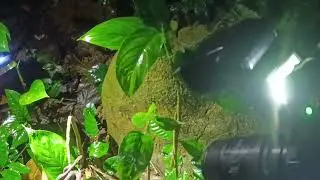 Mock viper 🐍  -  Vietnam Herping Tours conctact WhatApps +84 904 424210 mr T&ugrave;ng
