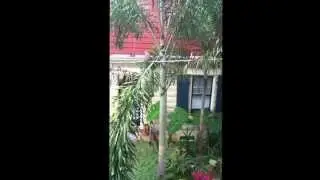 Mysterious Wild bird caught on camera