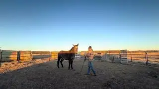 Sticky Evasive Bracing Mule - Part 2