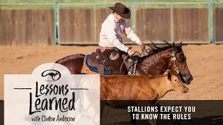 Stallions Expect You to Know the Rules of Horsemanship