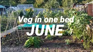 2019 Veg in one bed - Huw Richards - June 2019